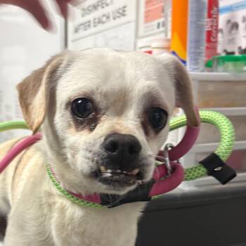 Chihuahua and Mixed Breed Dogs Available for Adoption in Yuma, Arizona - Gumbo | PetCurious
