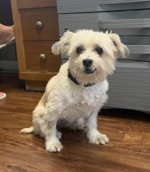 Roxy -  Maltese Dog for Adoption in Kutztown, Pennsylvania - Roxy | PetCurious
