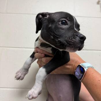 Aurora -  Terrier Dog for Adoption in Lakeland, Florida - Aurora | PetCurious