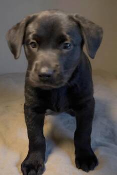 Rescue Labrador Retriever Dogs for Adoption in Los Angeles, California - Annie | PetCurious