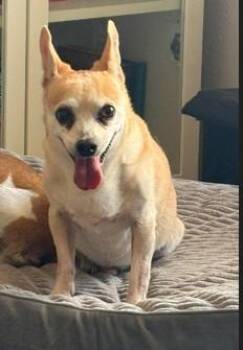 Papi -  Chihuahua Dog for Adoption in Colorado Springs, Colorado - Papi | PetCurious