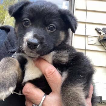 Mixed Breed Dogs Available for Adoption in Buffalo, Minnesota - Deinonychus | PetCurious