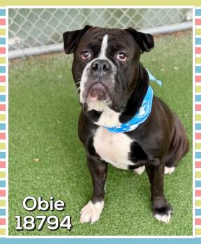 Boxer and English Bulldog Dogs Available for Adoption in Marietta, Georgia - OBIE | PetCurious