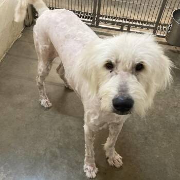 Fluffy -  Great Pyrenees and Mixed Breed Dog for Adoption in Buffalo, Minnesota - Fluffy | PetCurious