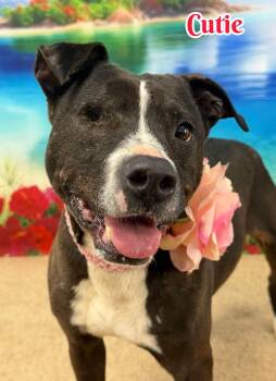 Cutie -  Mixed Breed Dog for Adoption in Flint, Michigan - Cutie | PetCurious