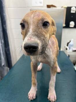 Rowan -  Mixed Breed Dog for Adoption in Mobile, Alabama - Rowan | PetCurious