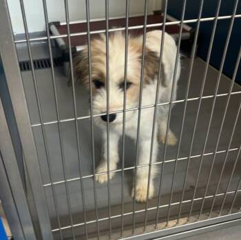 Maisie -  Mixed Breed Dog for Adoption in Watertown, Wisconsin - Maisie | PetCurious