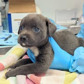 Sanskrit -  Mixed Breed Dog for Adoption in West Palm Beach, Florida - Sanskrit | PetCurious