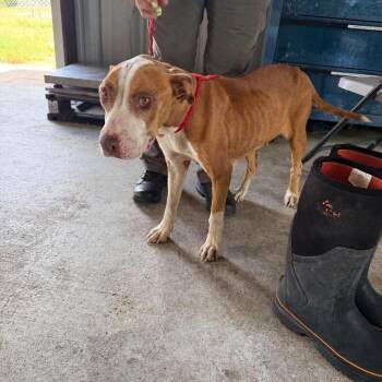 Remi 26-09-067 -  Pit Bull Terrier Dog for Adoption in Bastrop, Texas - Remi 26-09-067 | PetCurious