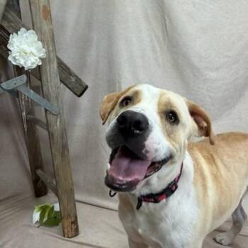 American Bulldog Dogs Available for Adoption in Defuniak Springs, Florida - Dude | PetCurious