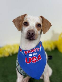 Waffles-One of our Amazing Rescue Dogs -  Jack Russell Terrier and Chihuahua Dog for Adoption in Carlsbad, California - Waffles-One Of Our Amazing Rescue Dogs | PetCurious