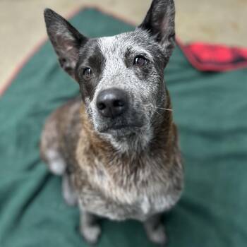 Australian Cattle Dog Blue Heeler Dogs Available for Adoption in Springboro, Ohio - Nellie | PetCurious