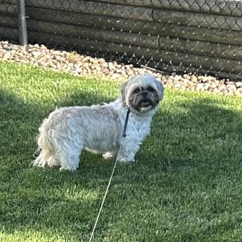 Millie the Little -  Mixed Breed and Shih Tzu Dog Available for Adoption in Bismarck, North Dakota - Millie The Little | PetCurious