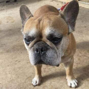 French Bulldog Dogs Available for Adoption in Austin, Texas - Marcellus BW | PetCurious