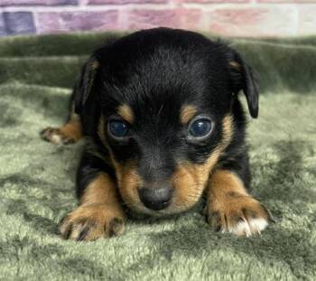 Chihuahua Dogs Available for Adoption in Sedalia, Colorado - Raspberry | PetCurious