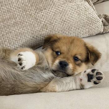 Shepherd Dogs Available for Adoption in Chattanooga, Tennessee - Colin | PetCurious