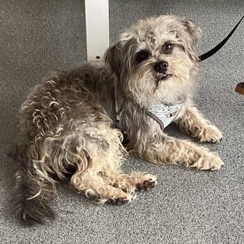 Frankie -  Terrier Dog for Adoption in Montgomery, Alabama - Frankie | PetCurious