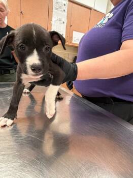 Gunner -  Mixed Breed Dog for Adoption in Bossier City, Louisiana - Gunner | PetCurious