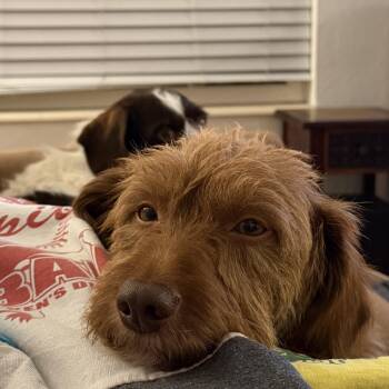 Sam (Utah, Bonded Pair with Frodo) -  Dachshund Dog for Adoption in Sandy, Utah - Sam (Utah, Bonded Pair With Frodo) | PetCurious