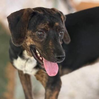 Tootsie -  Beagle Dog for Adoption in Washington, District Of Columbia - Tootsie | PetCurious