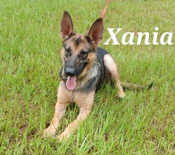Xania -  German Shepherd Dog Dog for Adoption in Rome, Georgia - Xania | PetCurious