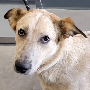 110119 -  Mixed Breed Dog for Adoption in Las Cruces, New Mexico - 110119 | PetCurious