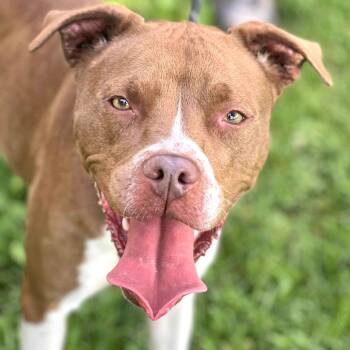 Rescue Mixed Breed Dogs for Adoption in Huntington, West Virginia - Smiley | PetCurious