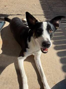 Milo -  Border Collie Dog for Adoption in Coarsegold, California - Milo | PetCurious
