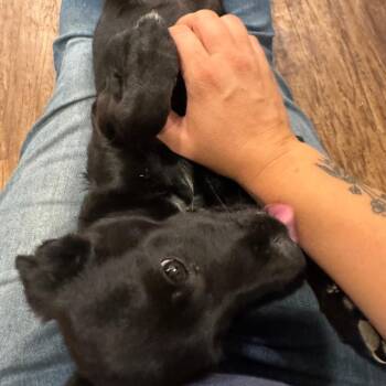 Fox -  Chihuahua Dog for Adoption in Tonopah, Arizona - Fox | PetCurious