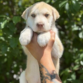 Mixed Breed Dogs Available for Adoption in Buffalo, Minnesota - Mahi-Mahi | PetCurious
