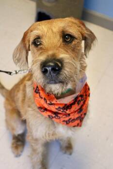 Teddy -  Poodle and Golden Retriever Dog for Adoption in Morgantown, Kentucky - Teddy | PetCurious