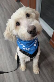 Standard Poodle and Golden Retriever Dogs Available for Adoption in Oxford, Michigan - Garrett *FOSTER To ADOPT* | PetCurious