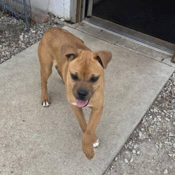 Boxer and Pit Bull Terrier Dogs Available for Adoption - AURO-Monkey | PetCurious