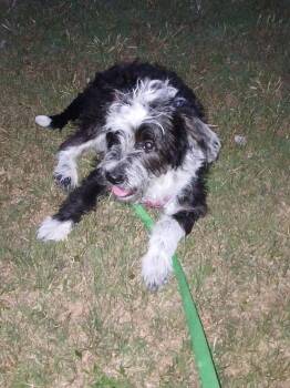 Standard Schnauzer Dogs Available for Adoption in Plano, Texas - Darcy | PetCurious