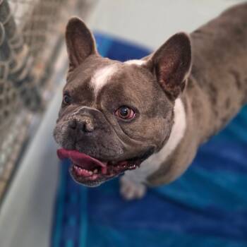 Rescue French Bulldog Dogs for Adoption in Goleta, California - Brodie | PetCurious