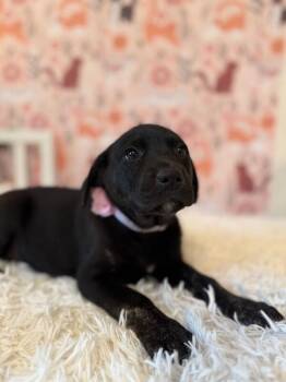 Labrador Retriever and German Shepherd Dog Dogs Available for Adoption - Belle Baby Sweet | PetCurious