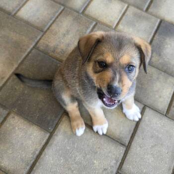 Pooh -  Cattle Dog and Mixed Breed Dog for Adoption in Riverside, California - Pooh | PetCurious