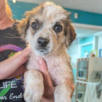 Winnie -  Australian Cattle Dog Blue Heeler Dog for Adoption in Jefferson City, Tennessee - Winnie | PetCurious