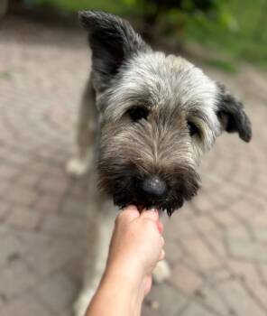 Zaylee -  Briard Dog for Adoption - Zaylee | PetCurious