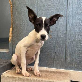 Rescue Chihuahua Dogs for Adoption in Quakertown, Pennsylvania - Kirby | PetCurious