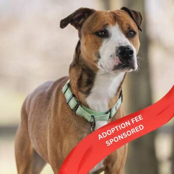 Mixed Breed Dogs Available for Adoption in Marshall, Virginia - Hank | PetCurious