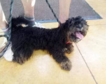 Suki -  Shih Tzu and Yorkshire Terrier Dog for Adoption in Austin, Minnesota - Suki | PetCurious