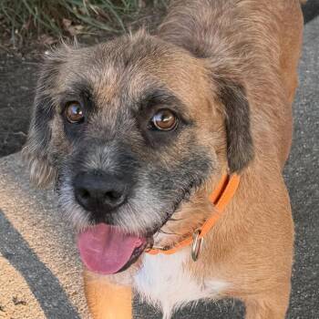 Rescue Border Terrier Dogs for Adoption in Plainfield, Illinois - Roscoe Jive | PetCurious