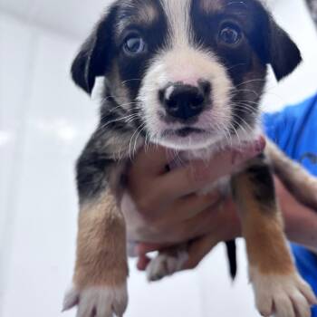 Bruni-light purple collar -  Mixed Breed Dog for Adoption in Bismarck, North Dakota - Bruni-light Purple Collar | PetCurious