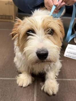 Jack Russell Terrier Dogs Available for Adoption in Blue Springs, Missouri - Robin | PetCurious