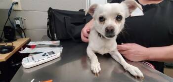 Chihuahua and Labrador Retriever Dogs Available for Adoption in Aurora, Illinois - COCO | PetCurious
