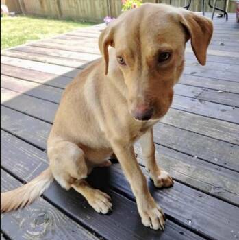 Sputnik -  Labrador Retriever and Mixed Breed Dog for Adoption in Houston, Texas - Sputnik | PetCurious