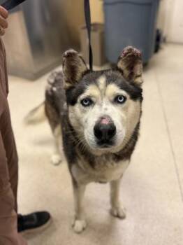 CHARLES -  Siberian Husky Dog for Adoption in Riverside, California - CHARLES | PetCurious