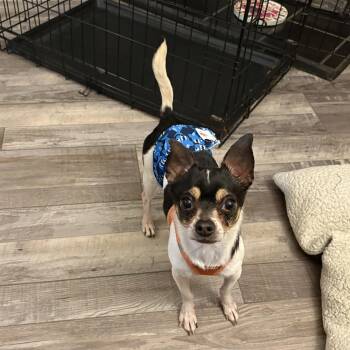 Chihuahua Dogs Available for Adoption - Mickey  | PetCurious