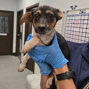 Shepherd and Chihuahua Dogs Available for Adoption in Durango, Colorado - Flannery | PetCurious